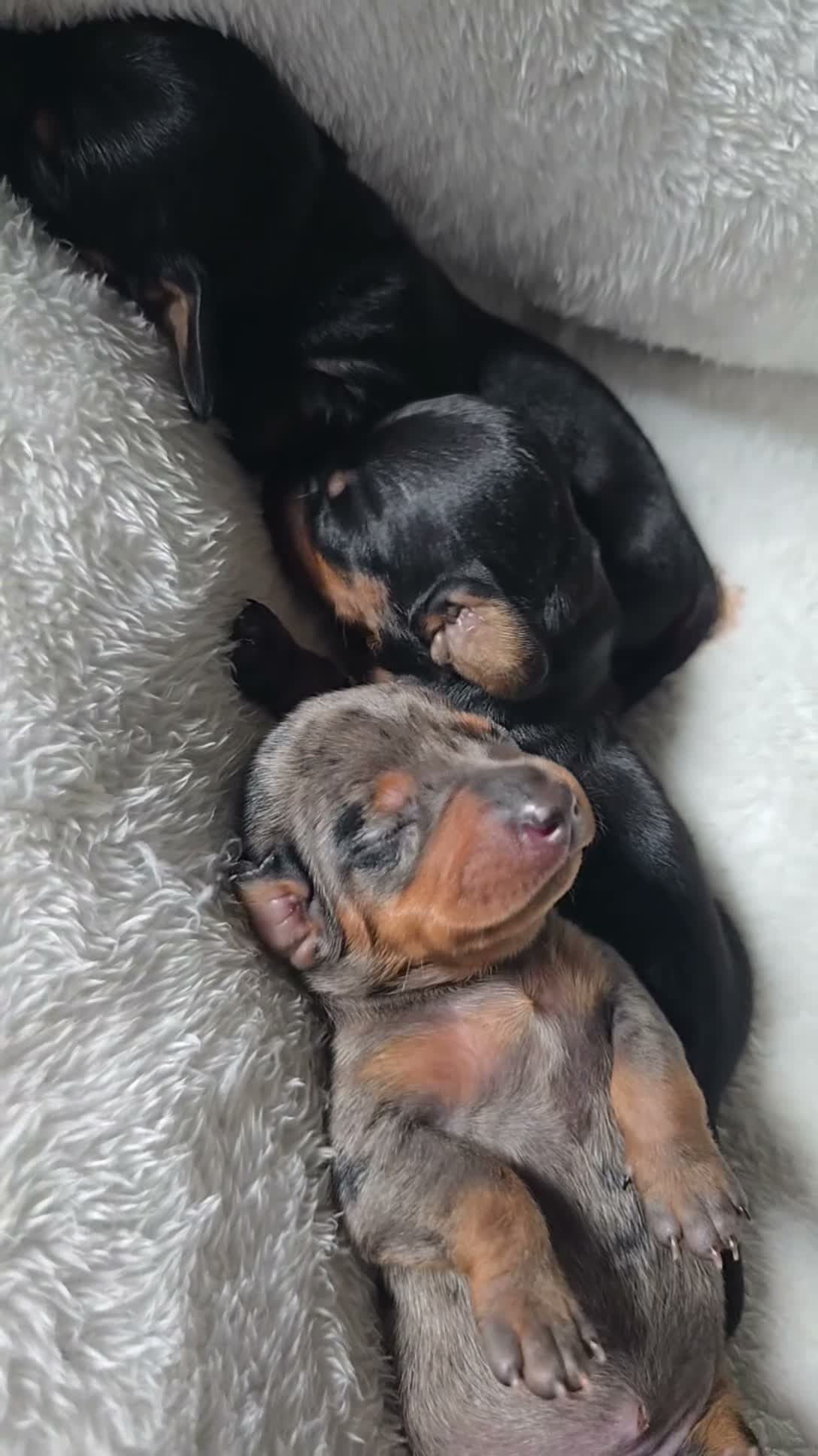 Miniature Dachshund dogs for sale: Moe - Video 1