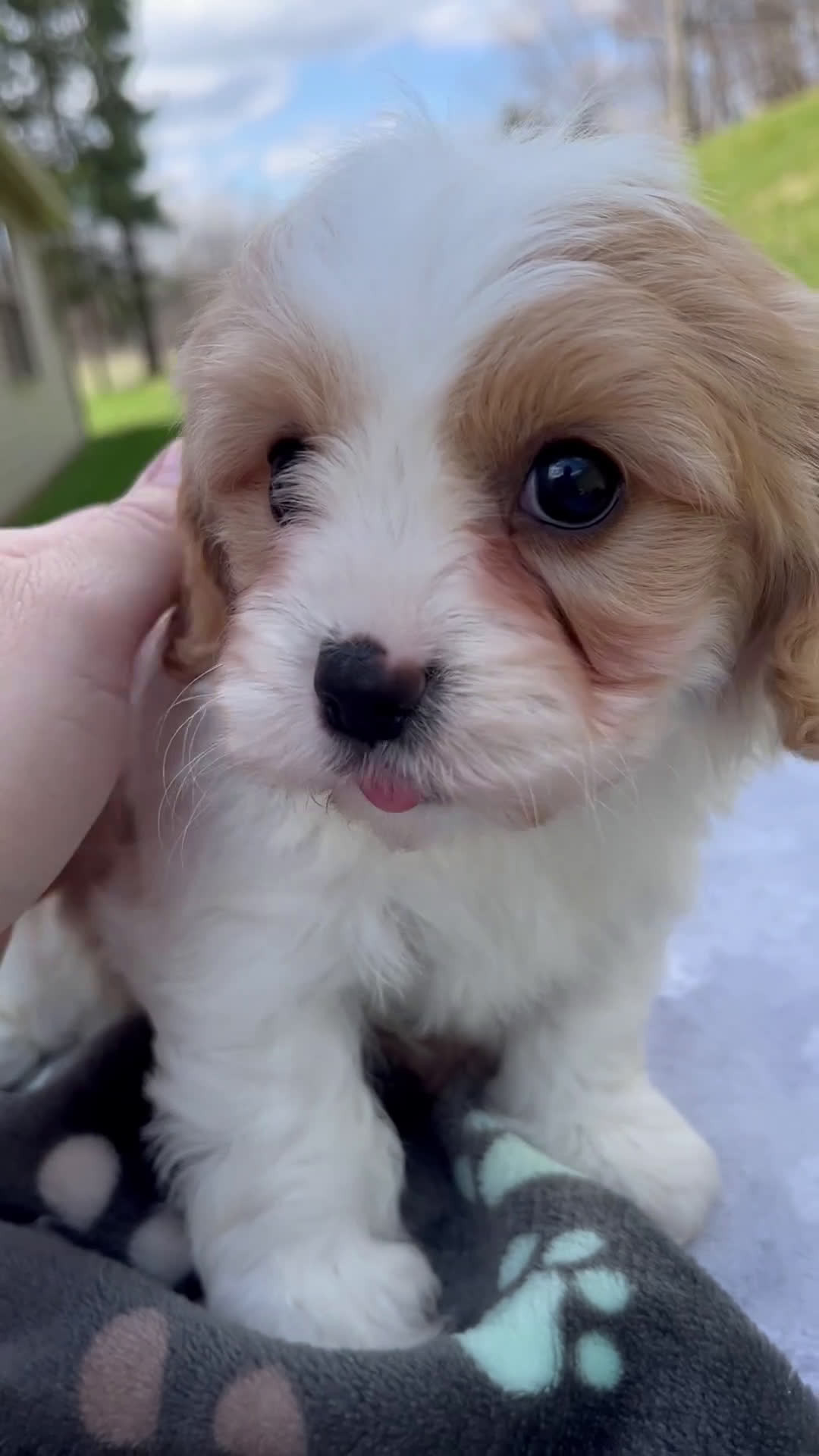 Cavapoo dogs for sale: Blake - Video 1
