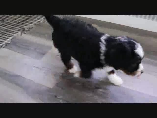 Mini Bernedoodle dogs for sale: Ellie - Video 3