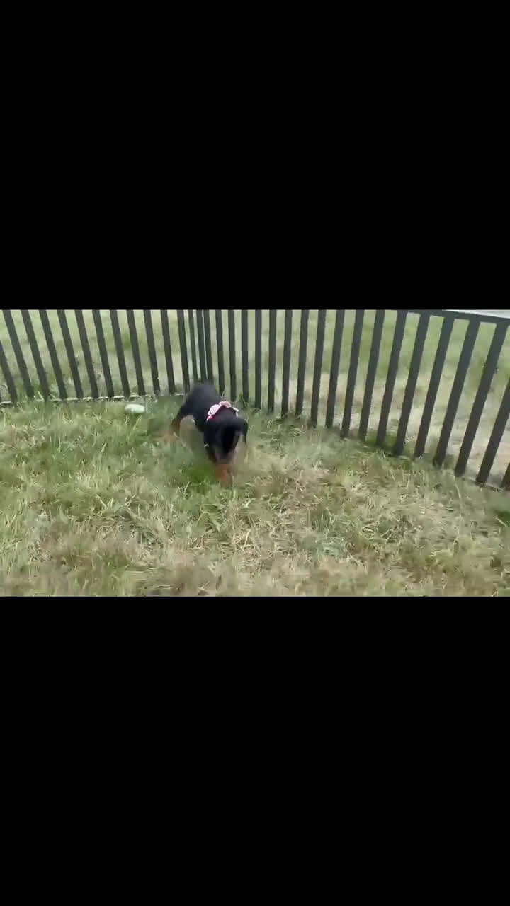 Doberman Pinscher dogs for sale: Zara AKC European Doberman HUGE - Video 4