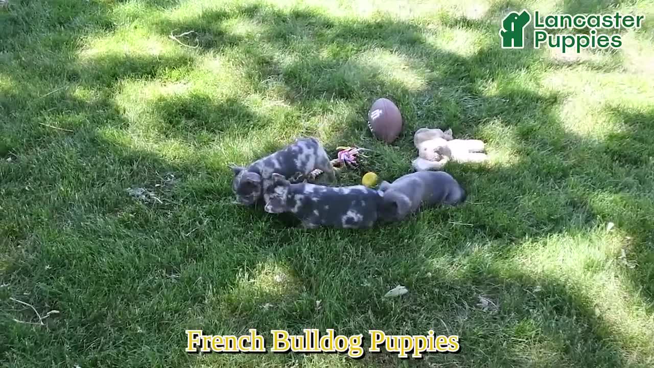 French Bulldog dogs for sale: Tilly - Video 1