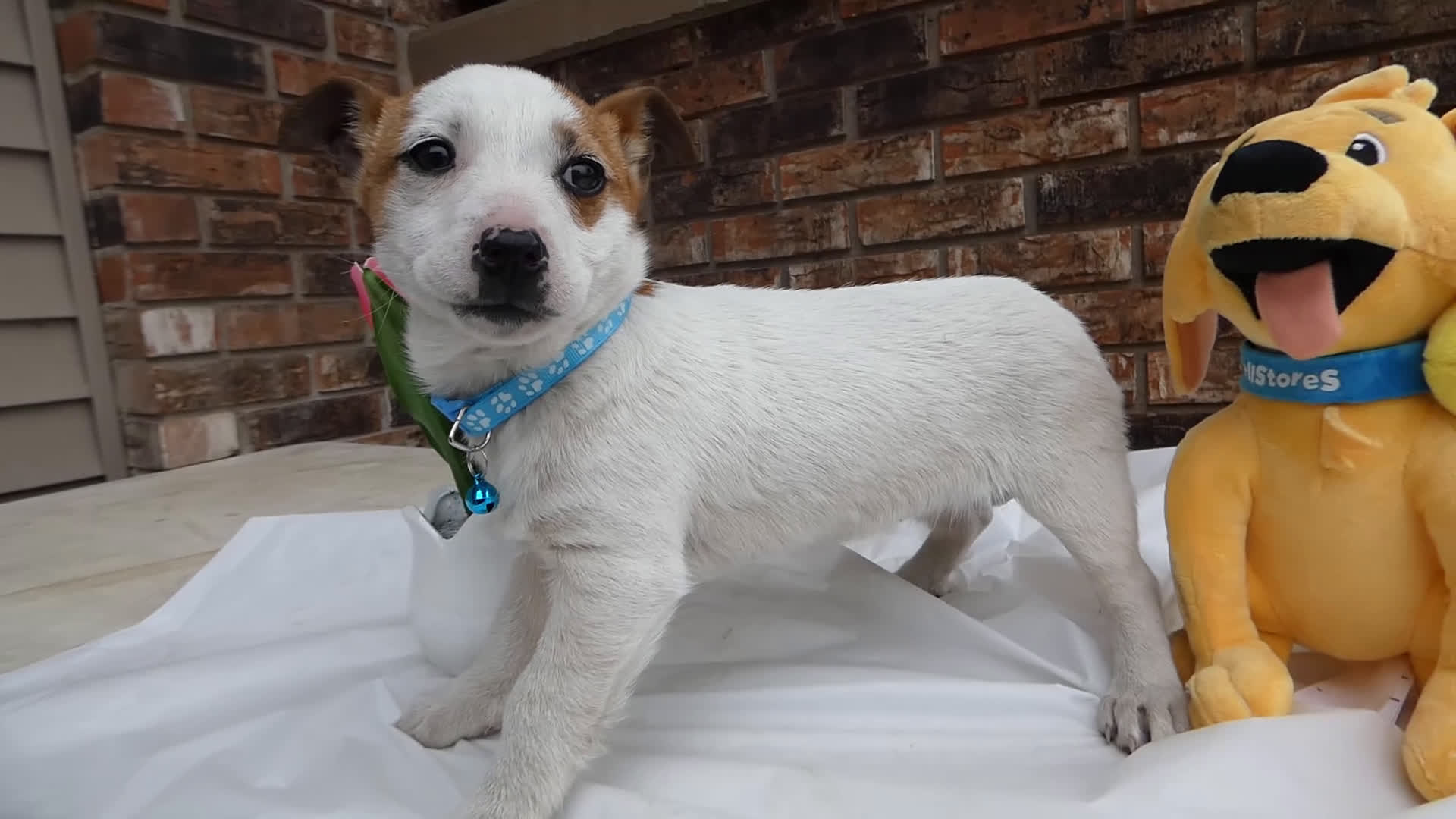 Jack Russell Terrier dogs for sale: Jack Russell Terrier Puppy 2 Polly - Video 1