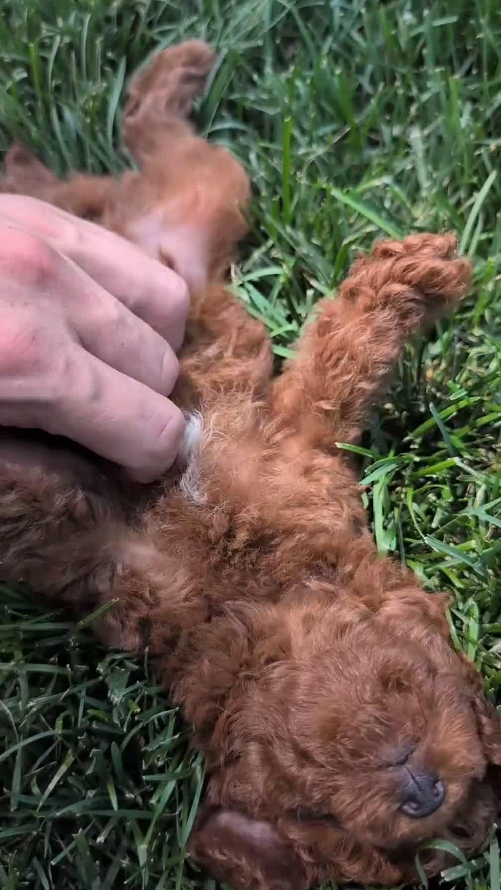 Toy Poodle dogs for sale: Cash - Video 1