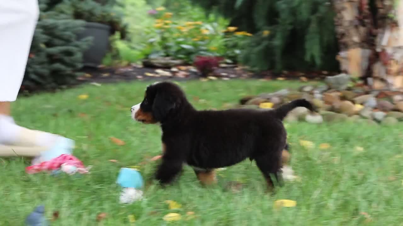 Bernese Mountain Dog dogs for sale: Bentley - Video 1