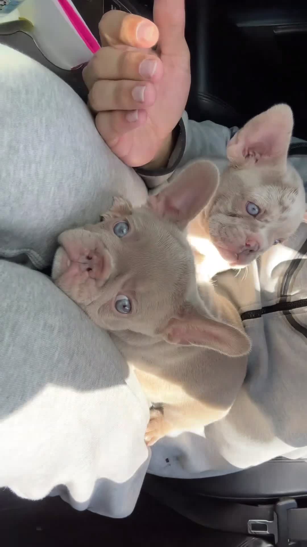 French Bulldog dogs for sale: French Bulldog Puppy 1 - Video 1