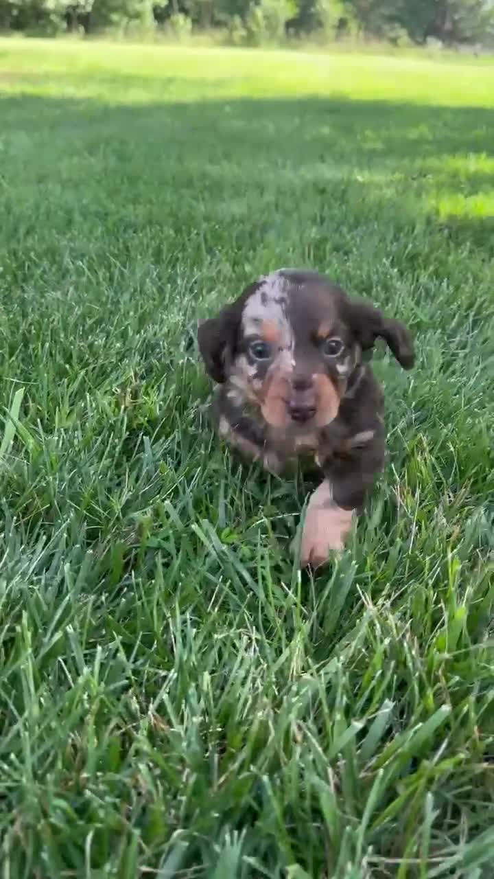 Miniature Dachshund dogs for sale: Teddy - Video 1