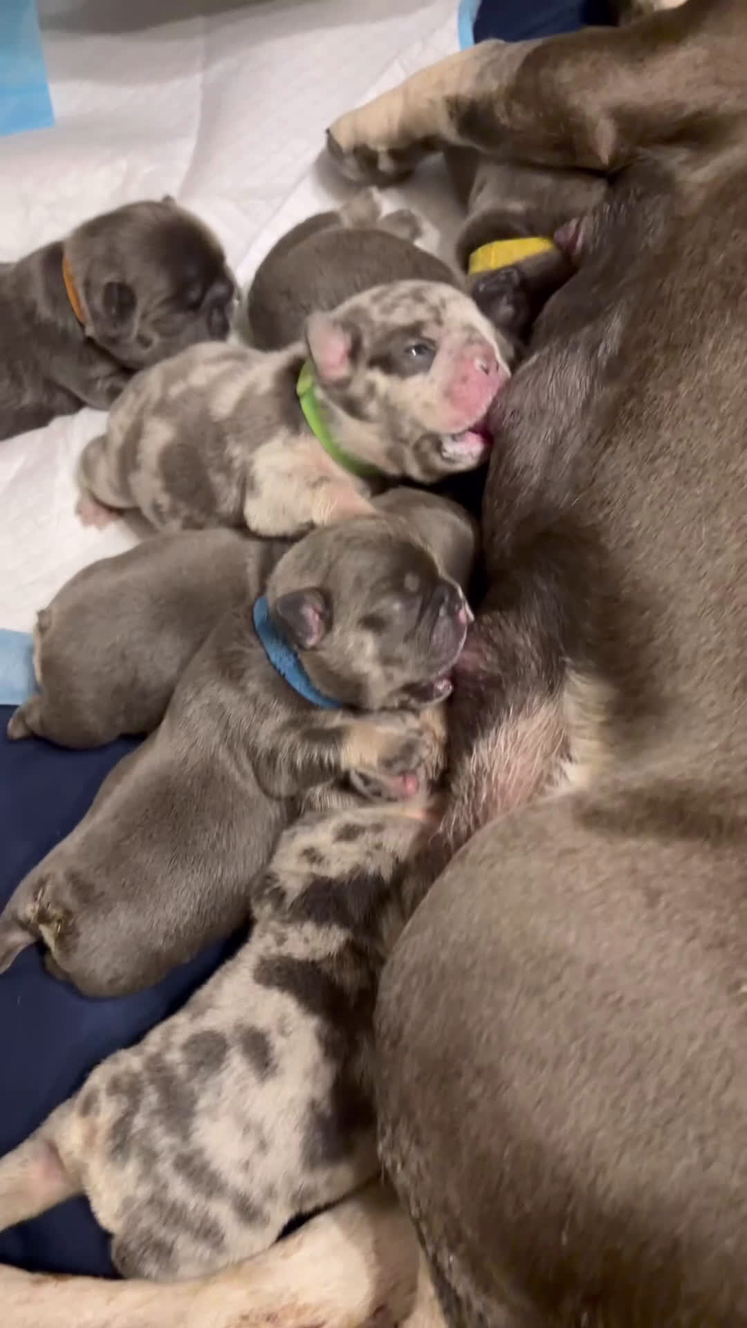 French Bulldog dogs for sale: French Bulldog Puppy 3 - Video 1