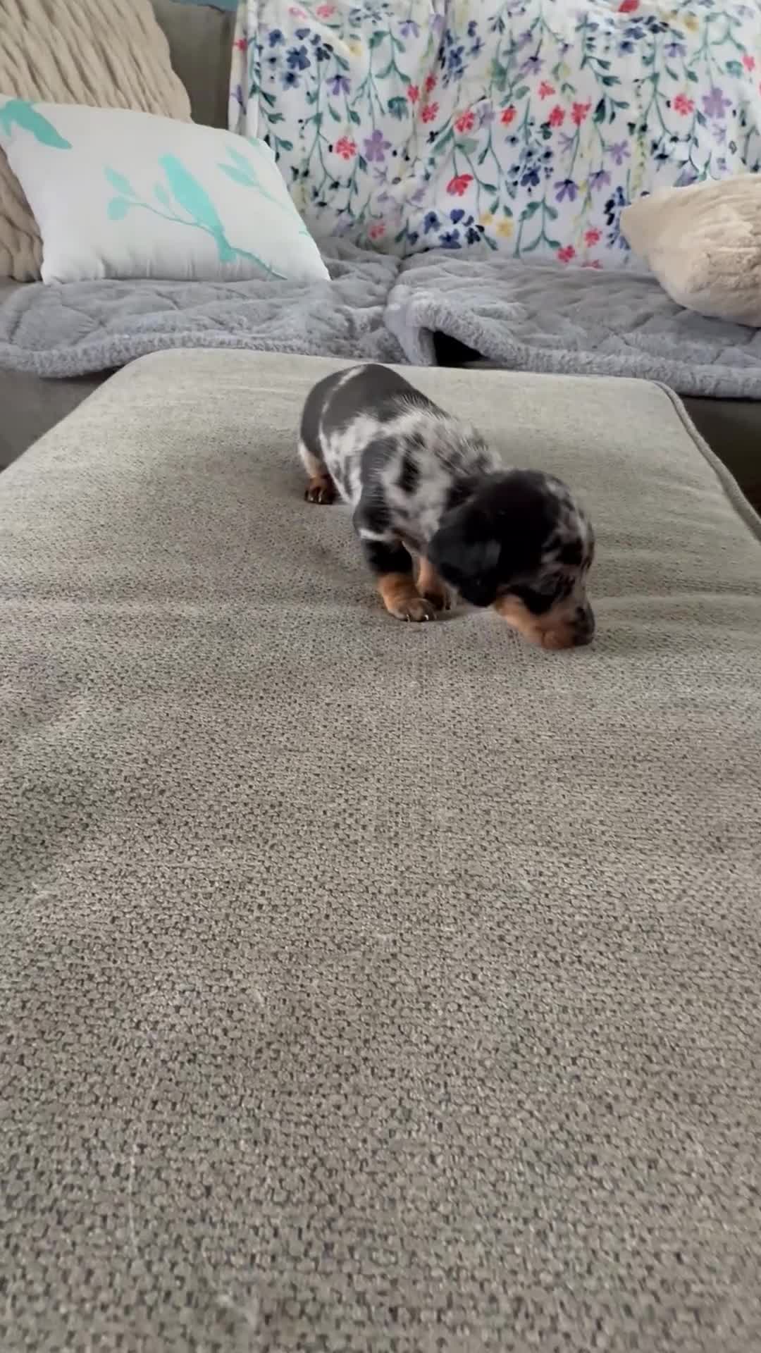 Dalmatian dogs for sale: Oreo - Video 1