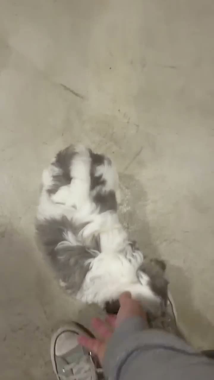 Teddy Bear dogs for sale: Nash - Video 1