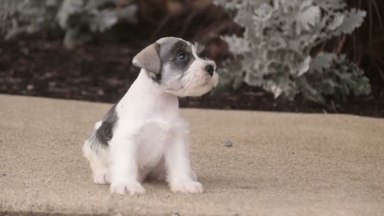 Miniature Schnauzer dogs for sale: Beauregard Miniature Schnauzer - Video 1