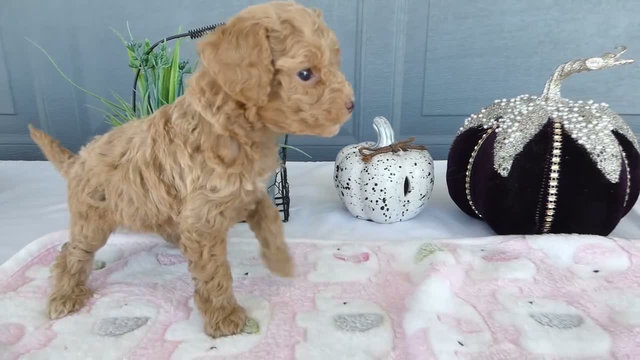Toy Poodle dogs for sale: Toy Poodle 3 Luna - Video 1
