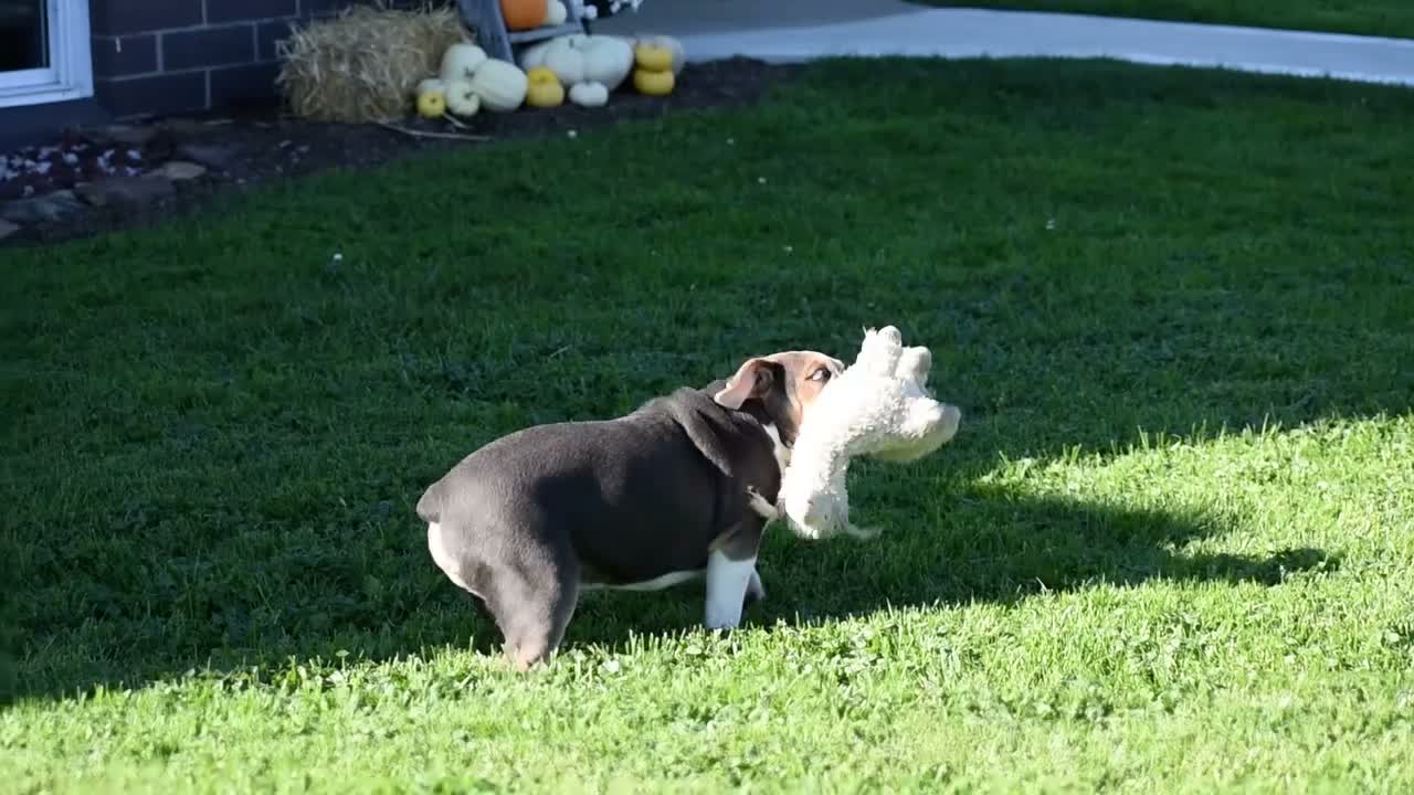 Beabull dogs for sale: Everret - Video 1