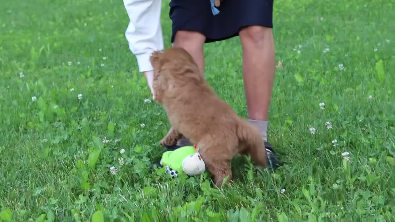 Goldendoodle dogs for sale: Champ - Video 1