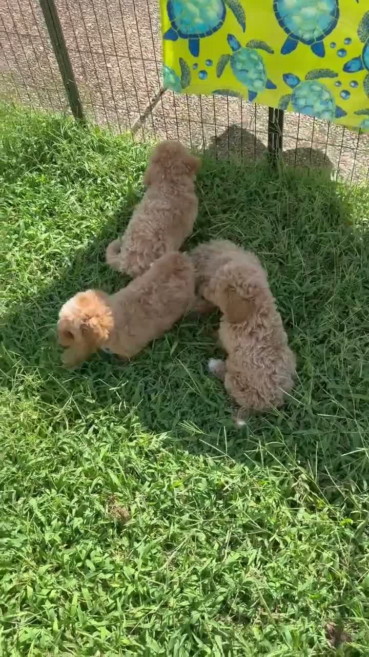 Mini Goldendoodle dogs for sale: Mini Goldendoodle Boy - Video 1