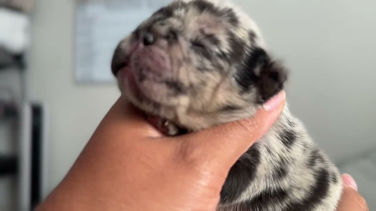 French Bulldog dogs for sale: Minnie - Video 2