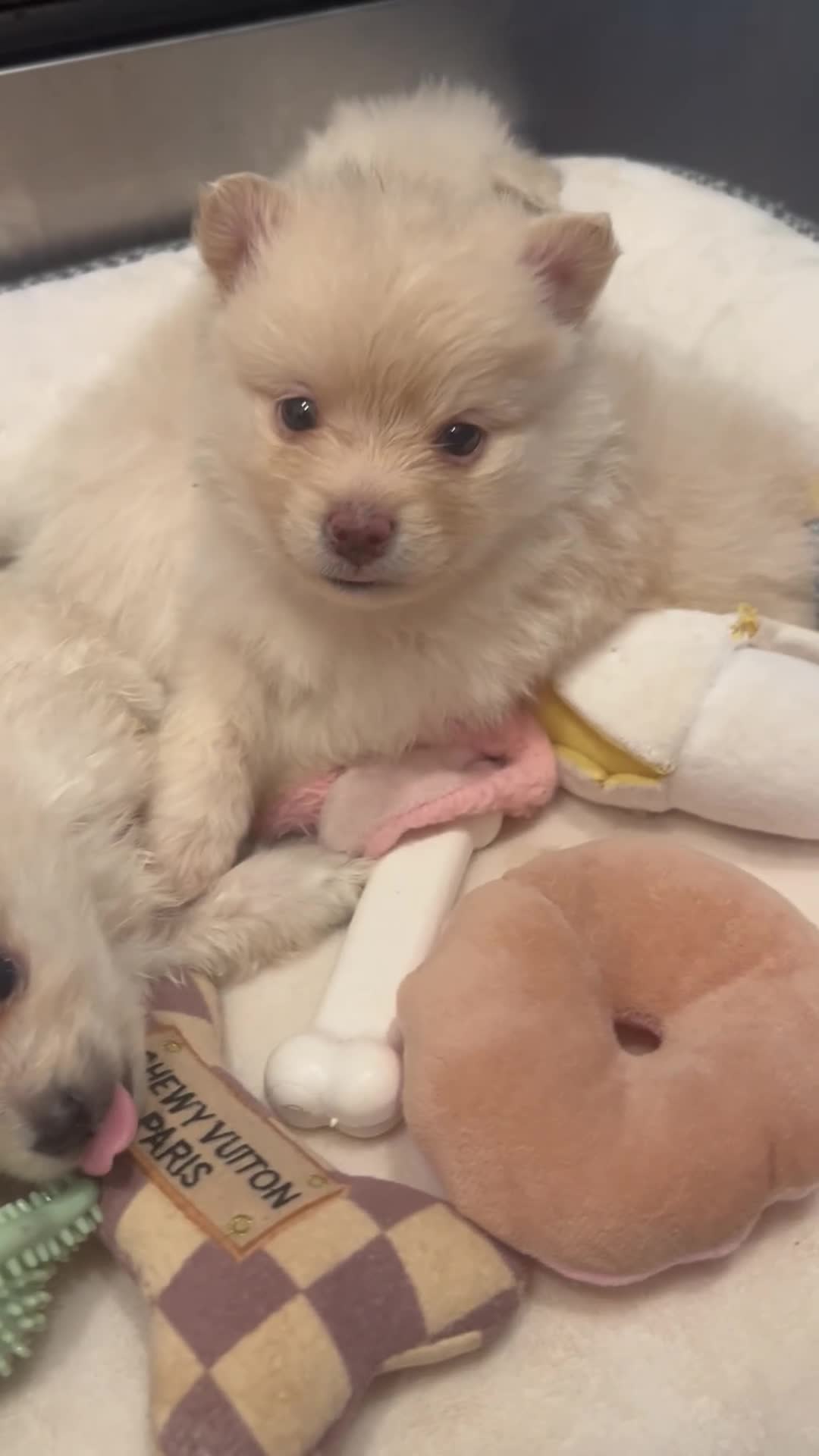 Pomeranian dogs for sale: Pomeranian Puppy 1 - Video 2