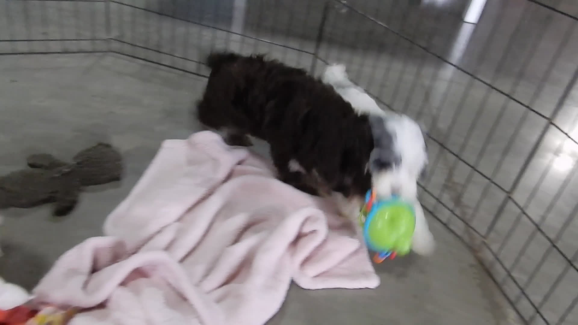 Cockapoo dogs for sale: Izzy - Video 2