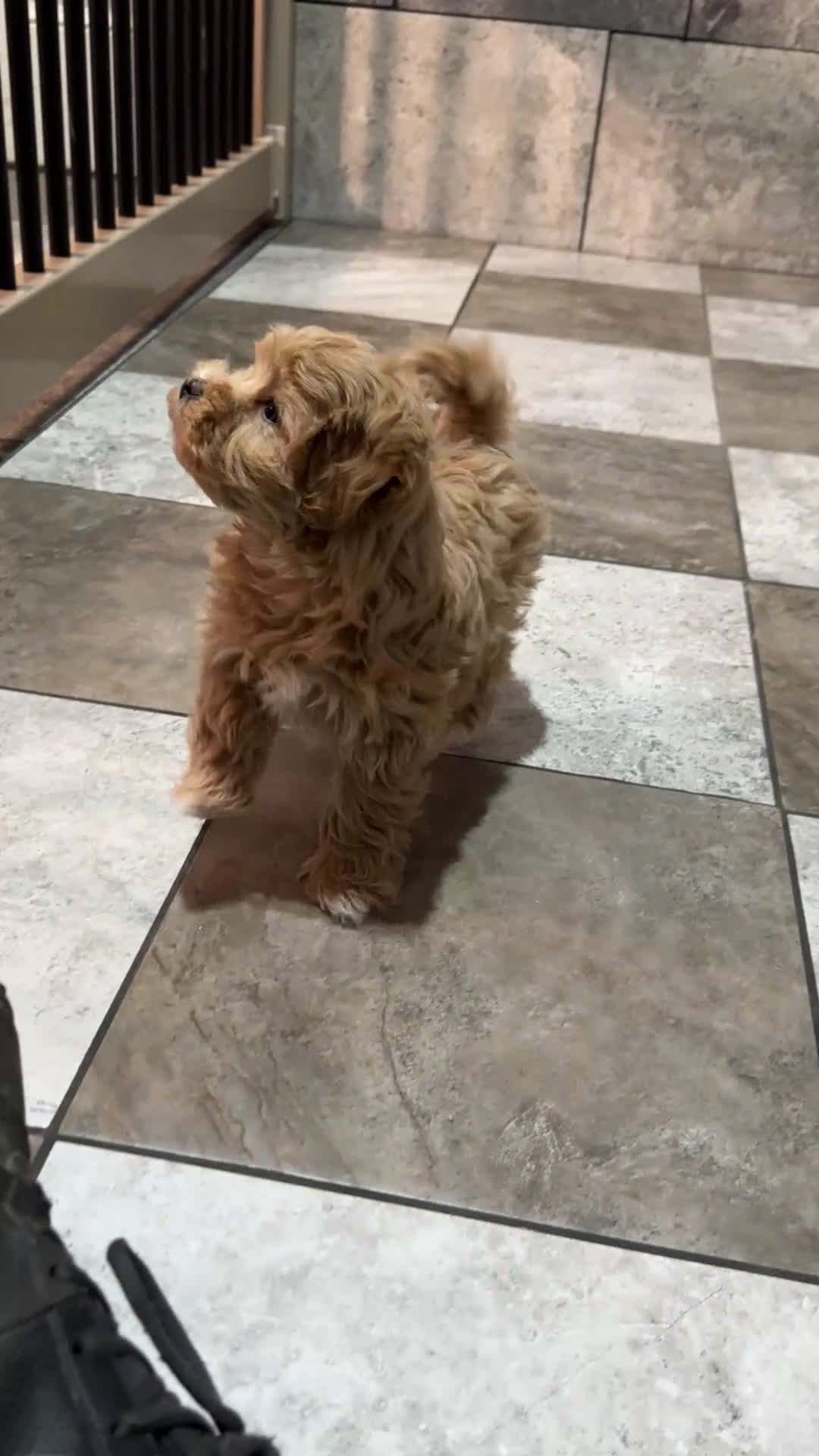 Maltipoo dogs for sale: Bailey - Video 1