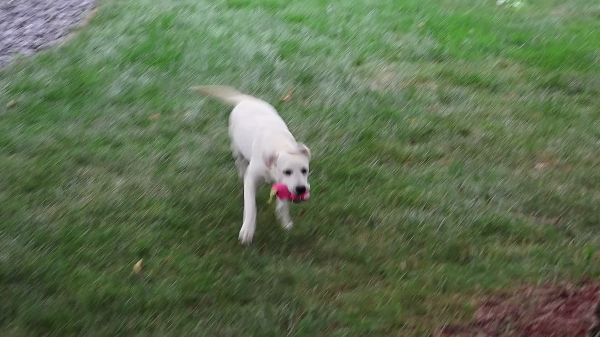 Labrador Retriever dogs for sale: Whitney - Video 1