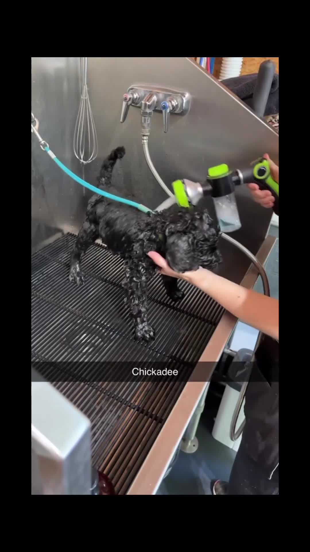 Bernedoodle dogs for sale: Chickadee - Video 1