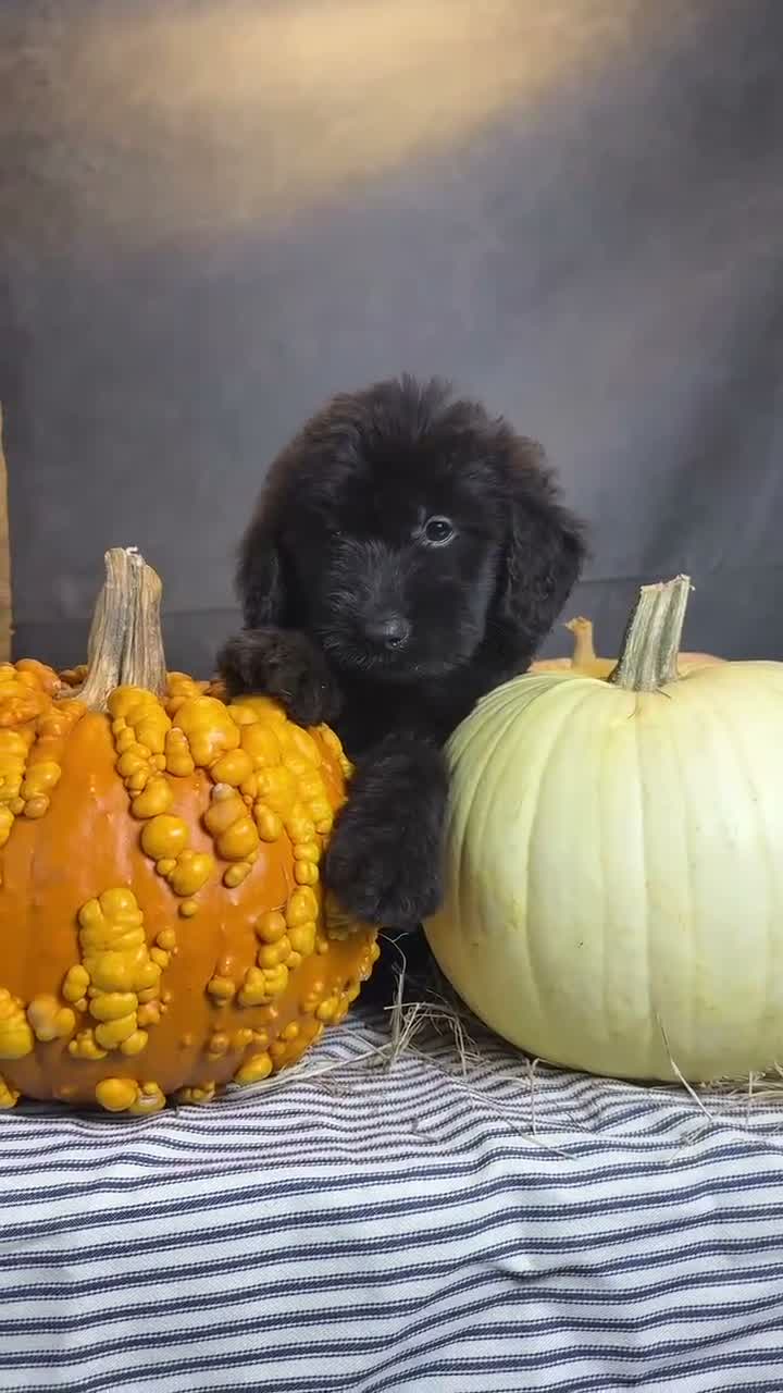 Goldendoodle dogs for sale: Buddy  - Video 1