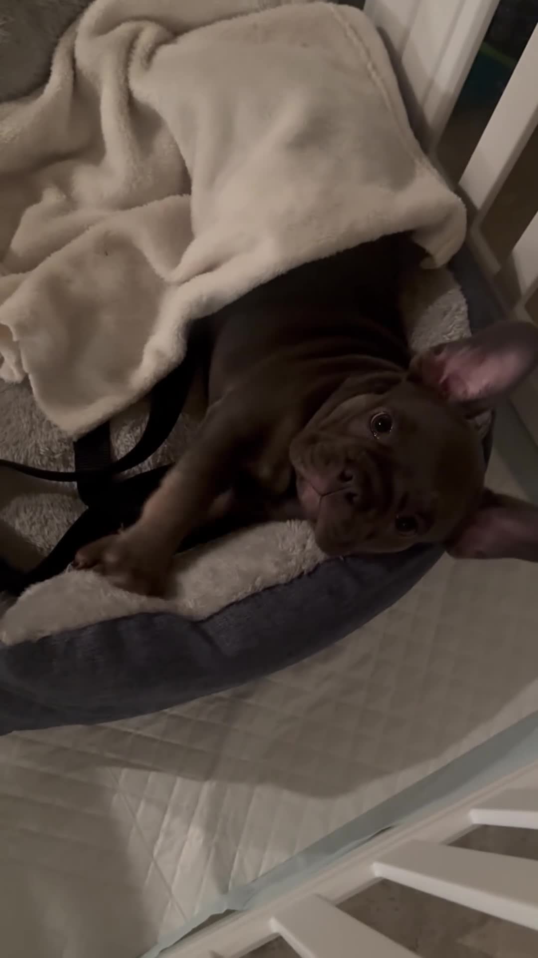 French Bulldog dogs for sale: Gray Merle French Bulldog 1 - Video 1