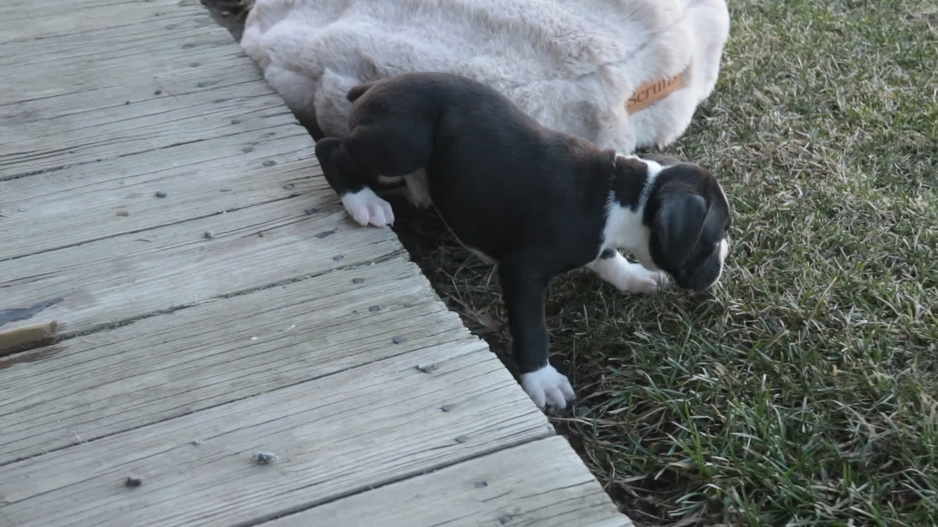 Boxer dogs for sale: Otis - Video 2