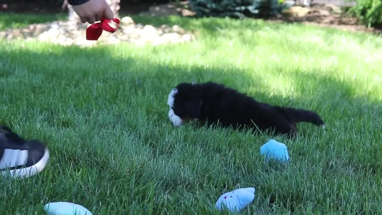 Mini Bernedoodle dogs for sale: Leo - Video 1