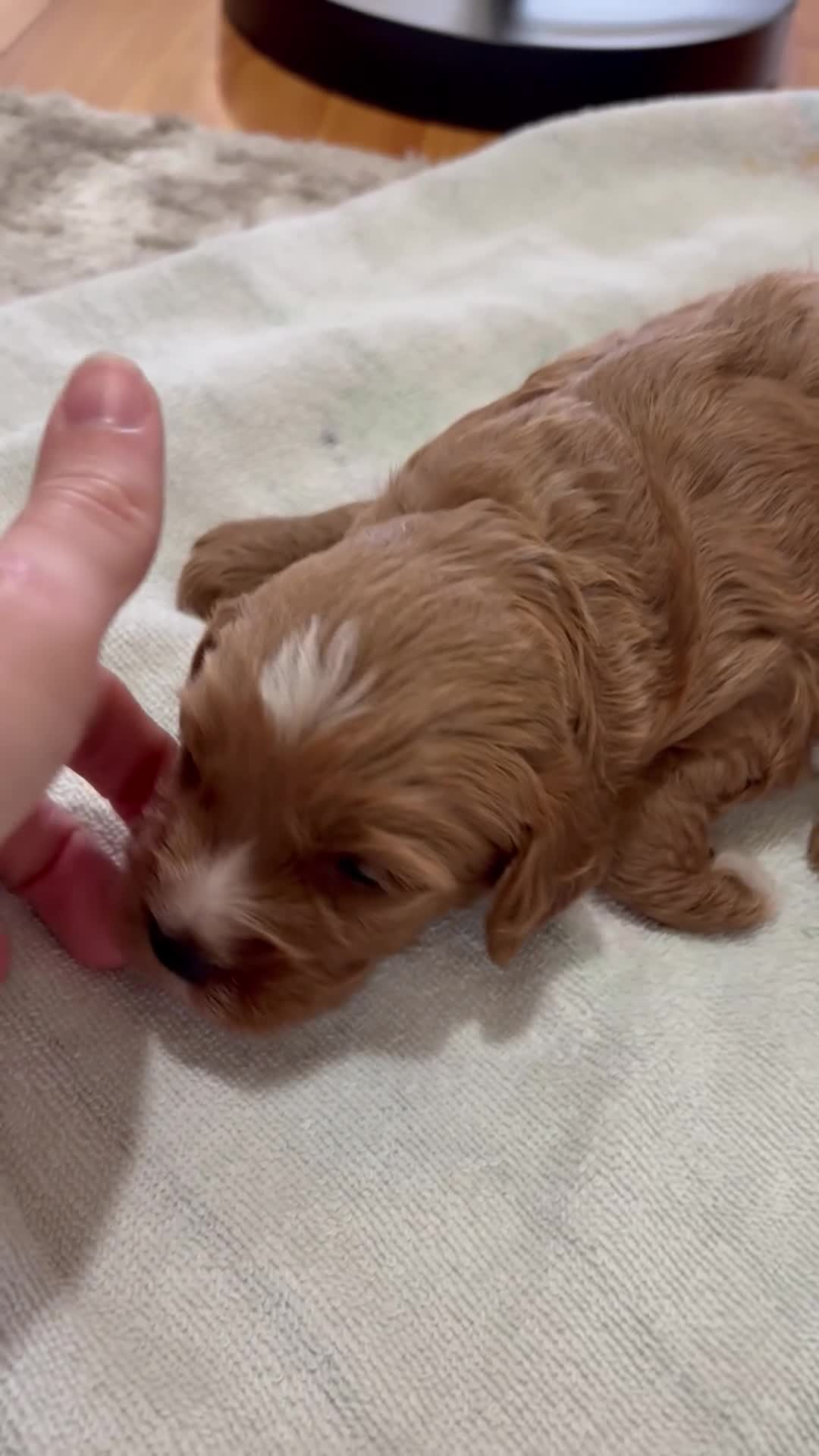Cavapoo dogs for sale: Piper - Video 1