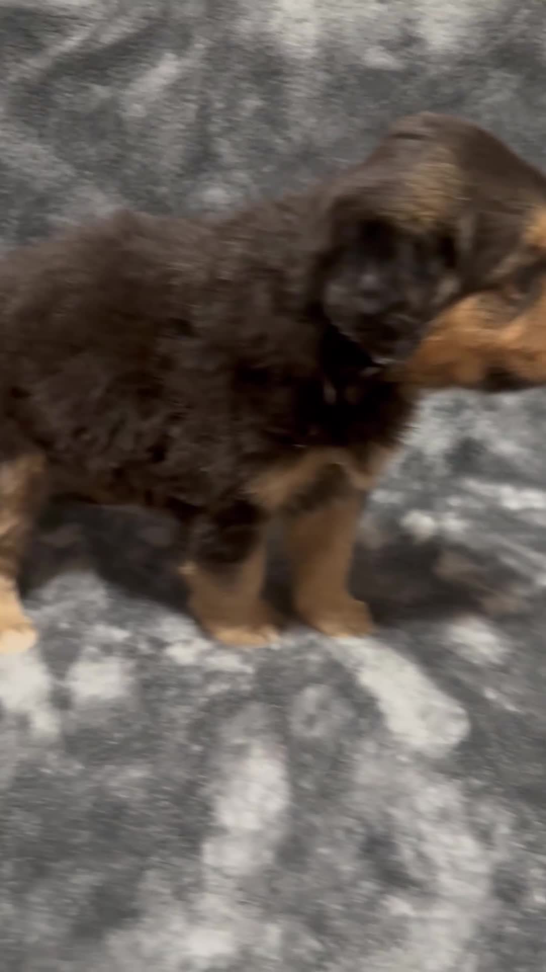 Australian Shepherd dogs for sale: Frankie - Video 2