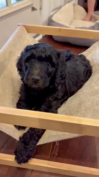 Double Doodle dogs for sale: Lyndy - Video 1
