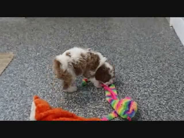 Mini Goldendoodle dogs for sale: Koby - Video 3