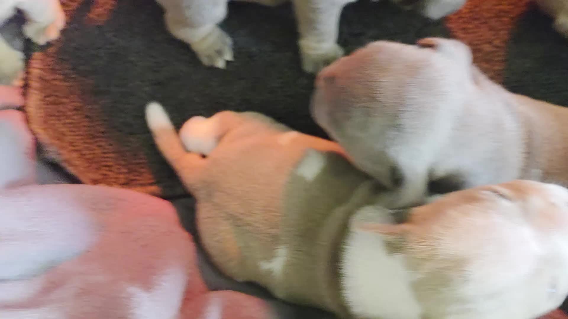 American Bully dogs for sale: American Bully 4 - Video 2