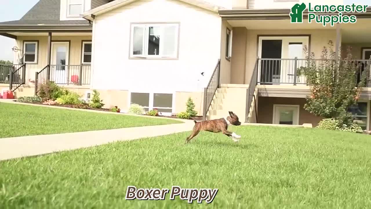 Boxer dogs for sale: Sadie - Video 1