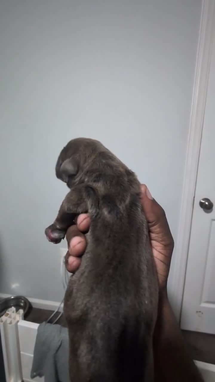 American Bully dogs for sale: American Bully 1 - Video 2