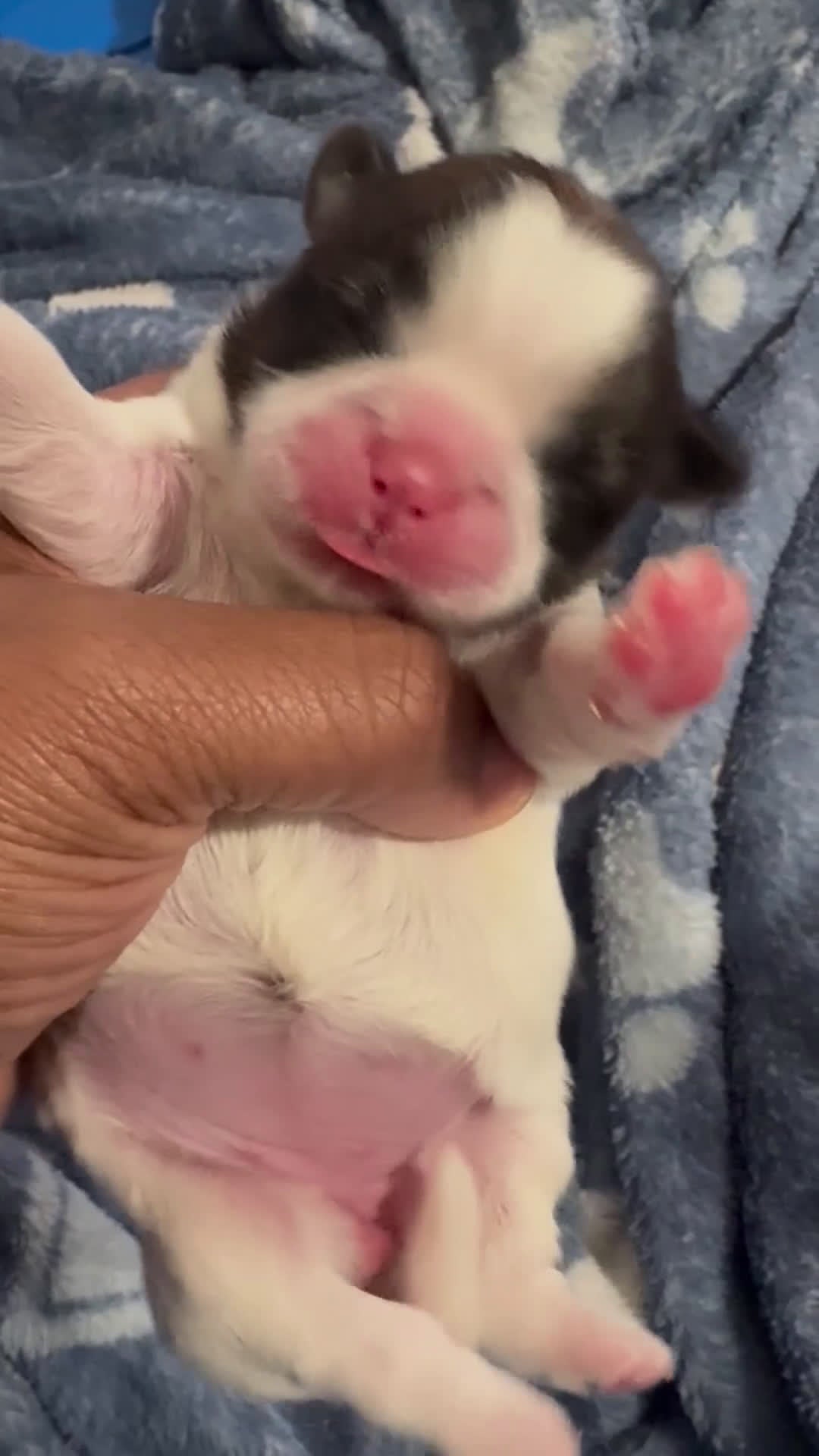 Shih Tzu dogs for sale: SADIE - Video 1