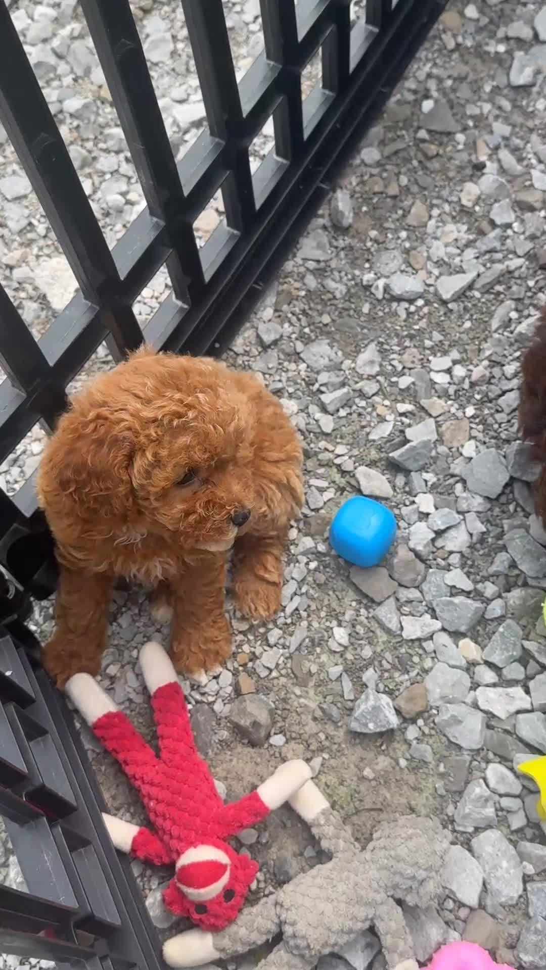 Toy Poodle dogs for sale: Caramel  - Video 1