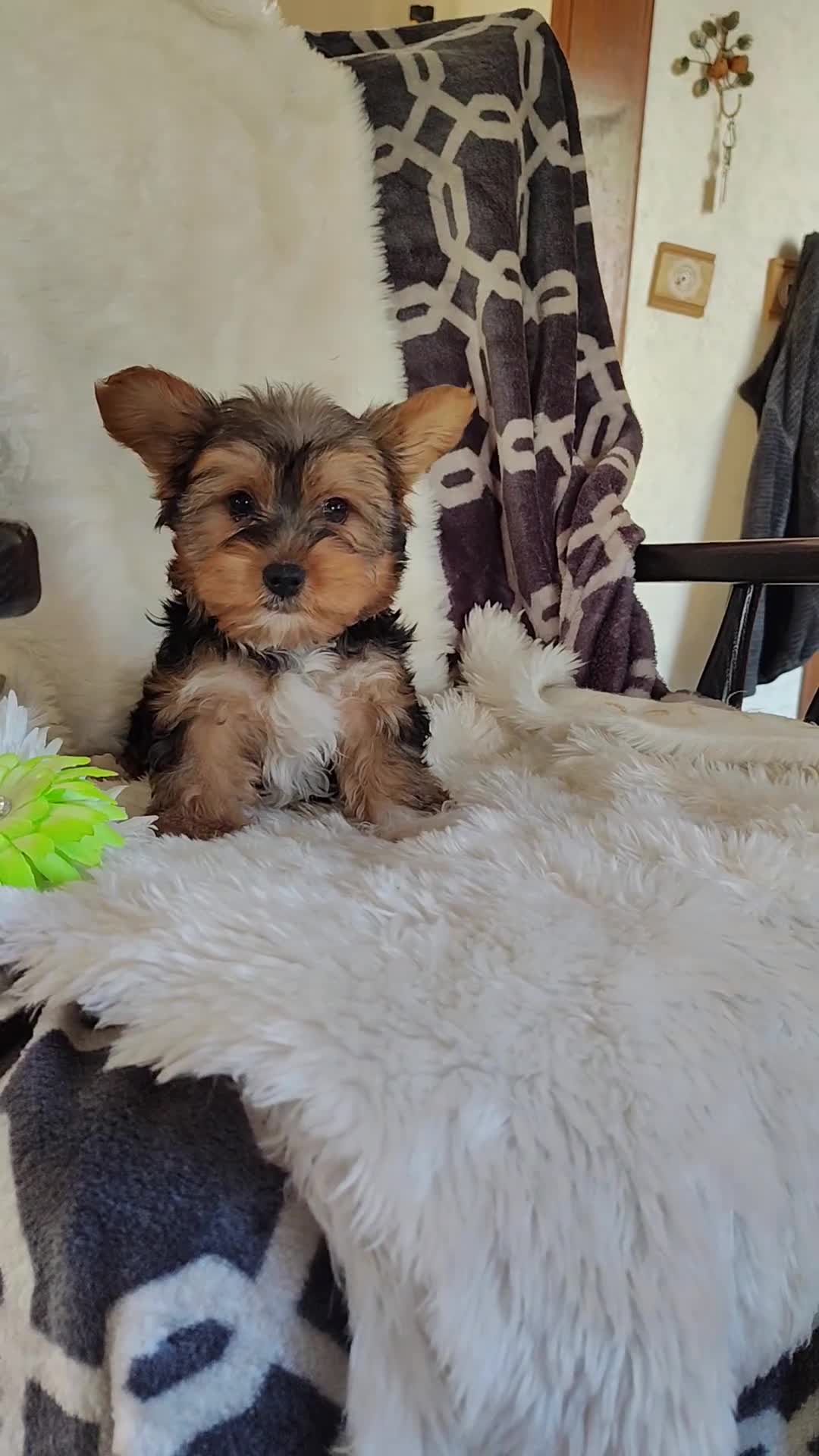 Yorkshire Terrier dogs for sale: Benson - Video 2