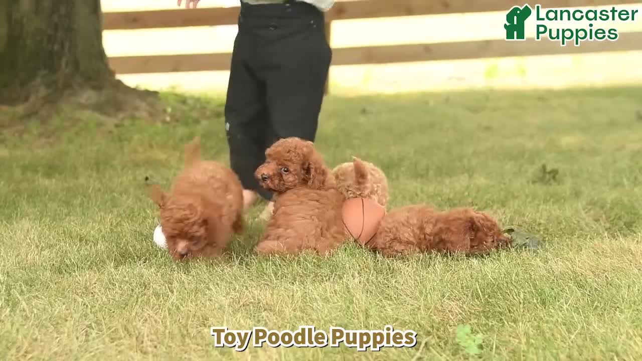 Toy Poodle dogs for sale: Leo  - Video 1