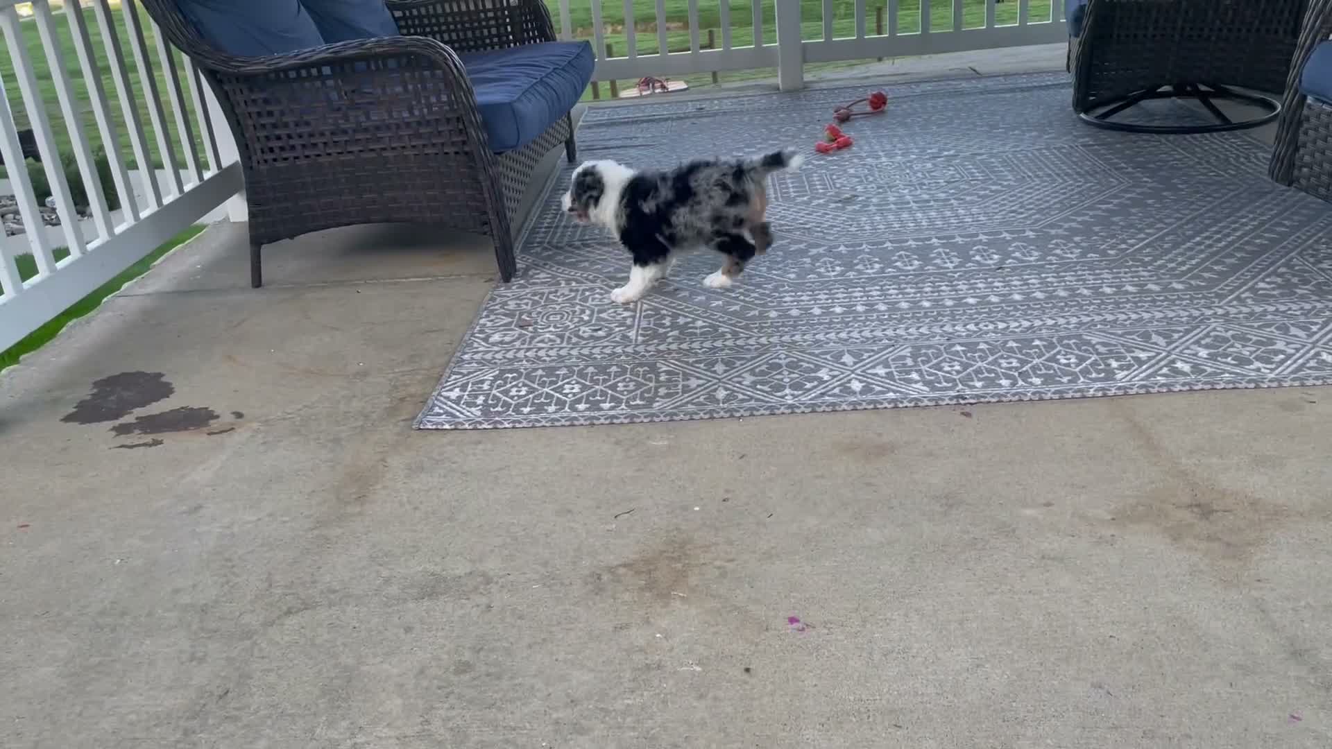 Bernedoodle dogs for sale: Willow - Video 1