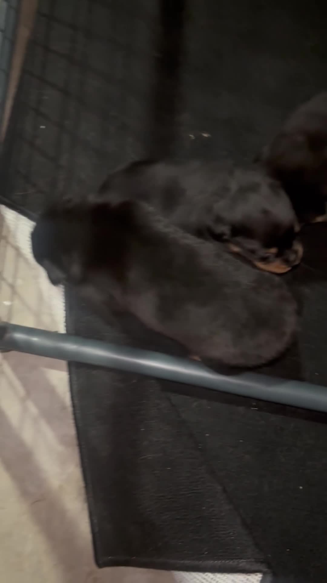 Rottweiler dogs for sale: Bruno  - Video 1