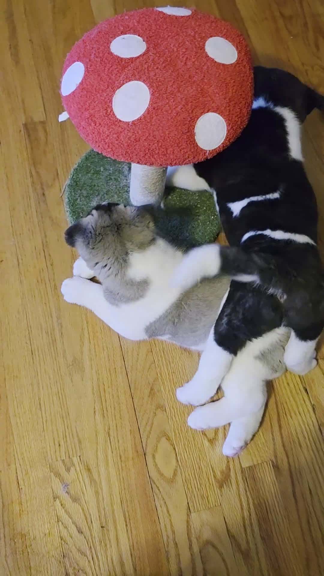 Akita dogs for sale: AKC Charm - Video 2