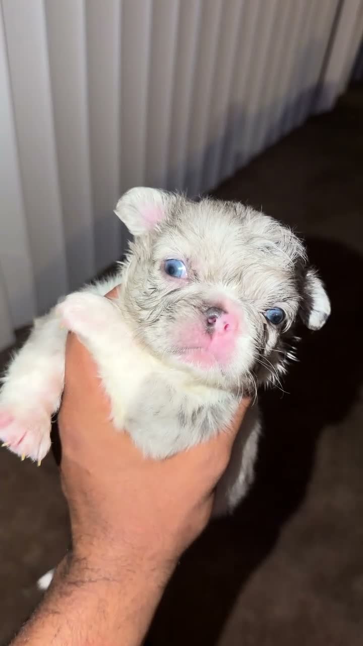 French Bulldog dogs for sale: Sandy - Video 5