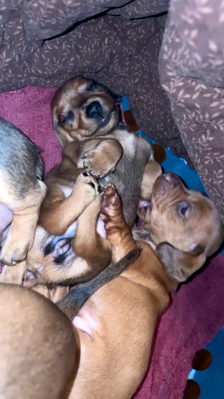 Dachshund dogs for sale: Murphy - Video 2