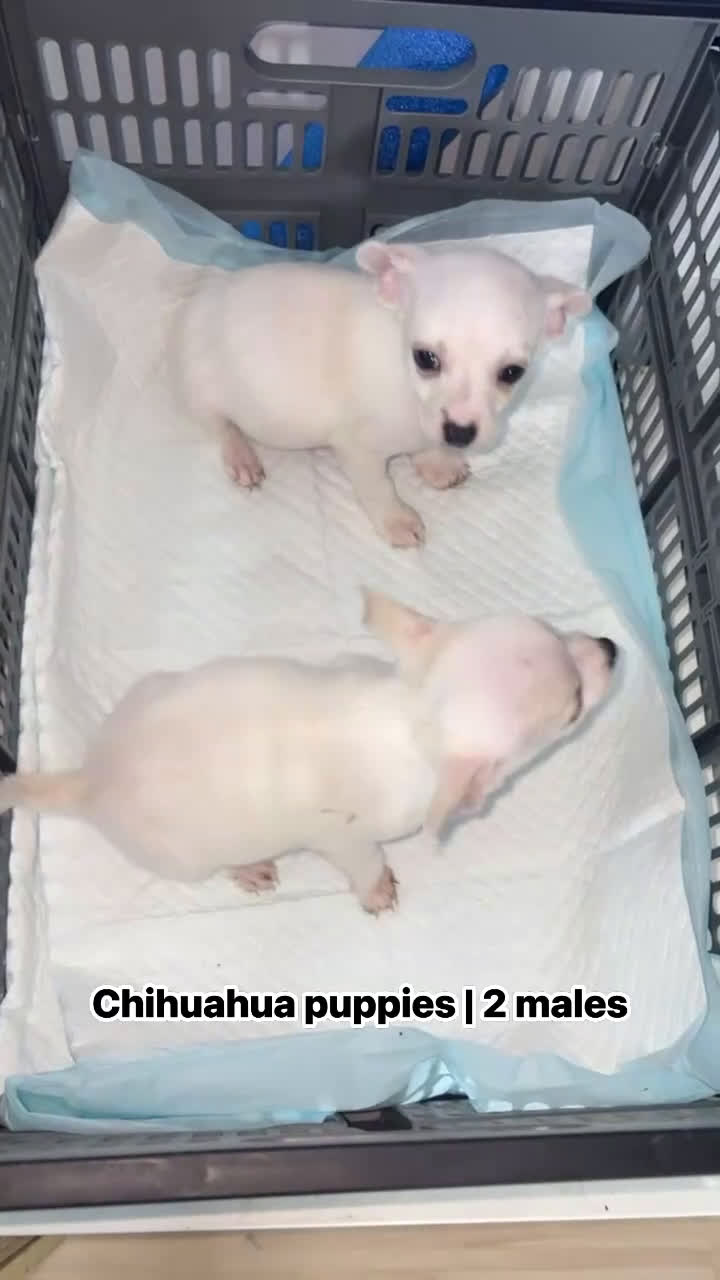 Chihuahua dogs for sale: Chihuahua Puppy 1 - Video 1
