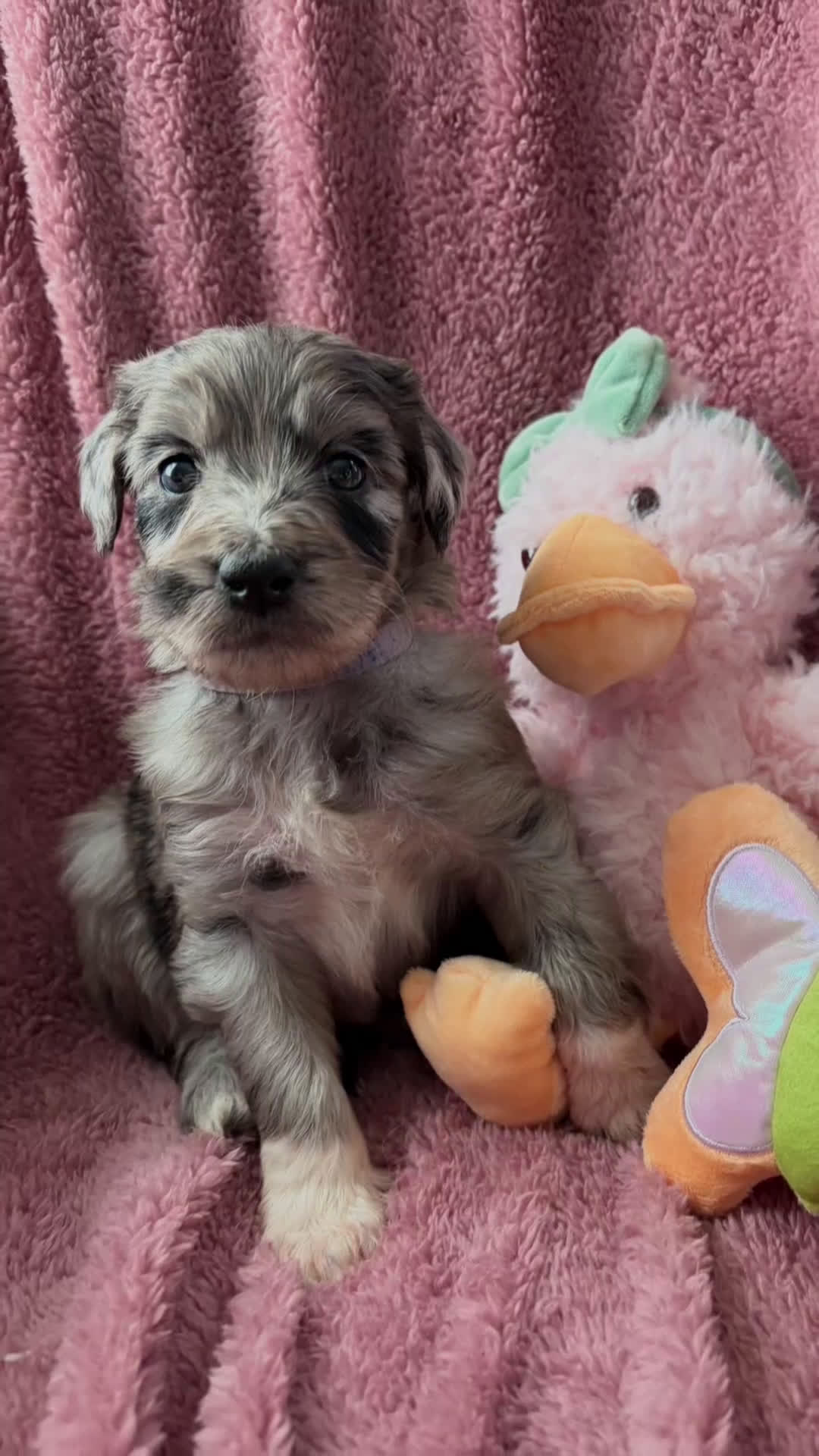 Aussiedoodle dogs for sale: Aries - Video 1