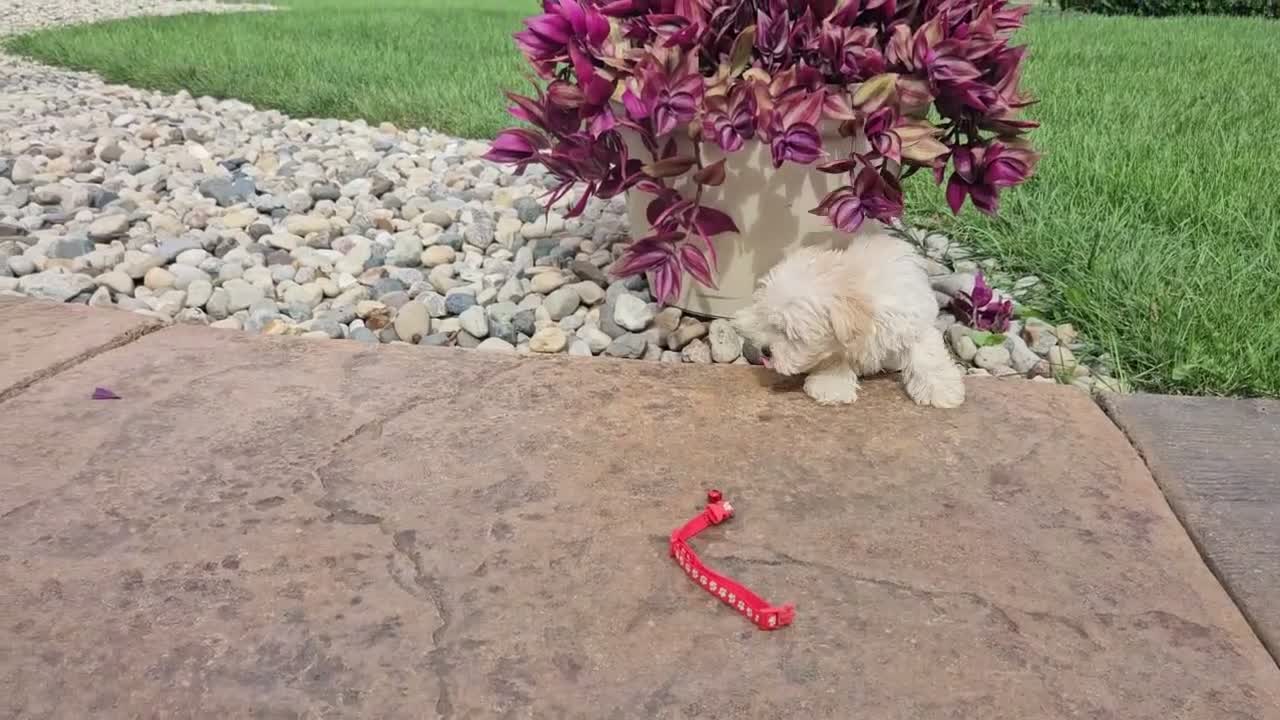 Maltipoo dogs for sale: Carlo Lynne - Video 1