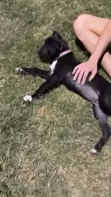 Cane Corso dogs for sale: Juice - Video 1