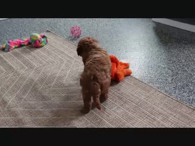 Mini Goldendoodle dogs for sale: Frankie - Video 3