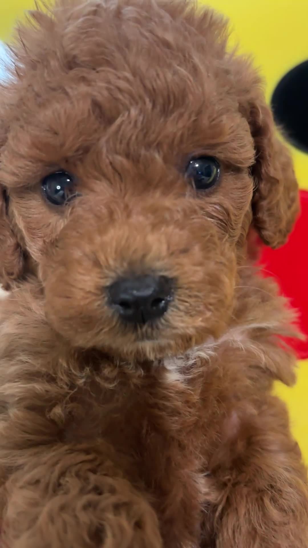 Maltipoo dogs for sale: Teddy  - Video 1